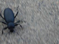 Beetle crawling down a sand dune