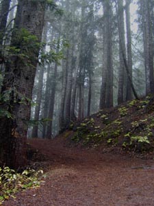 Stand of Douglas Fir at Mount Rainier